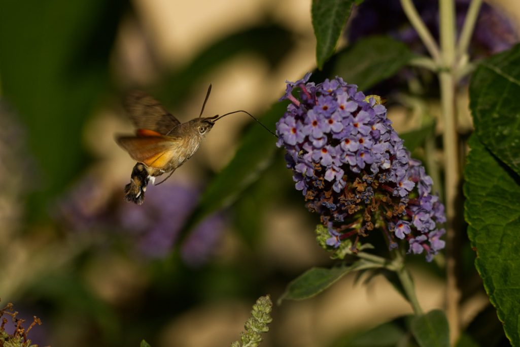 Kolibri schwebt vor blühenden lila Pflanzen.