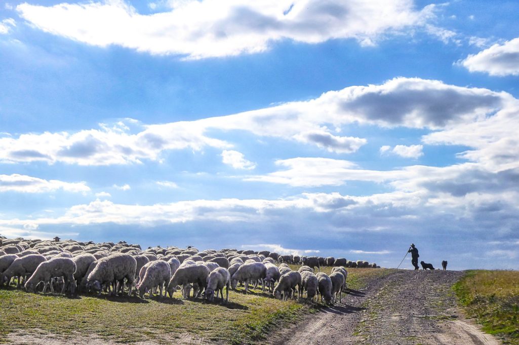 Eine Herde Schafe auf einem Feld mit einem Himmel voller Wolken und einer Person im Hintergrund.