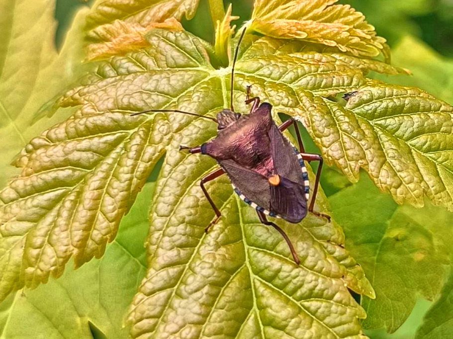 Braune Wanze mit auffälligen Farben sitzt auf einem grünen Blatt.