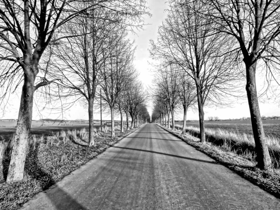 Schmale, geradlinige Straße, gesäumt von kahlen Bäumen, in Schwarz-Weiß.