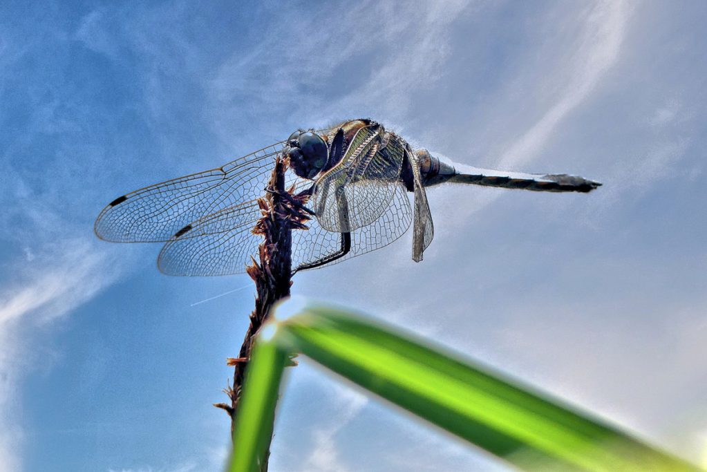 Eine Libelle sitzt auf einem dünnen Zweig vor blauem Himmel.