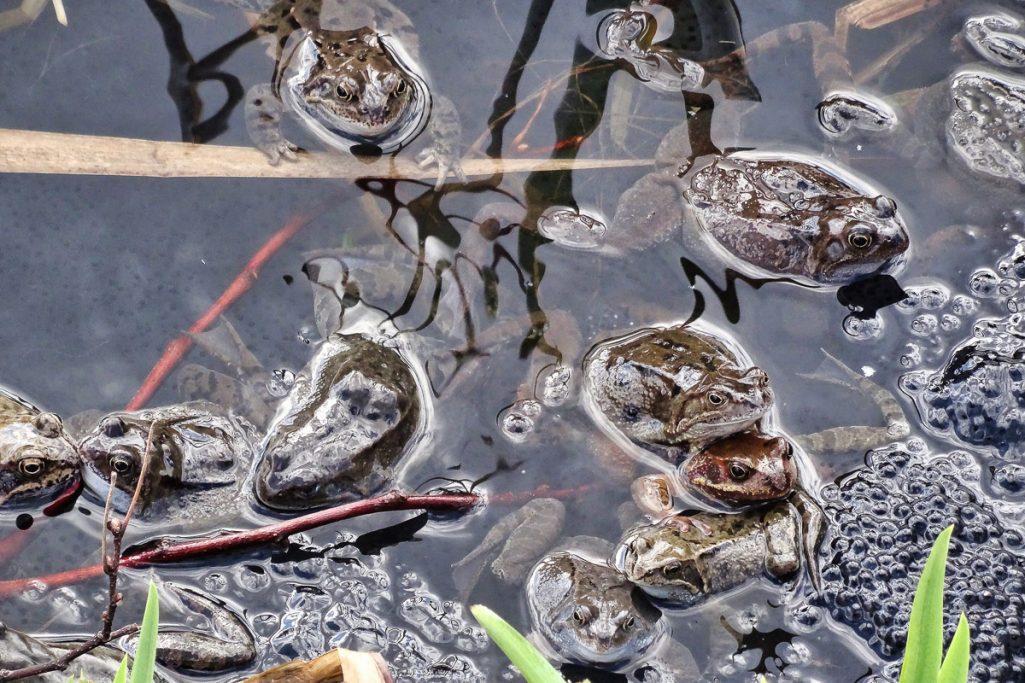 Blasen auf der Oberfläche eines Gewässers mit Wasserpflanzen und Schatten.
