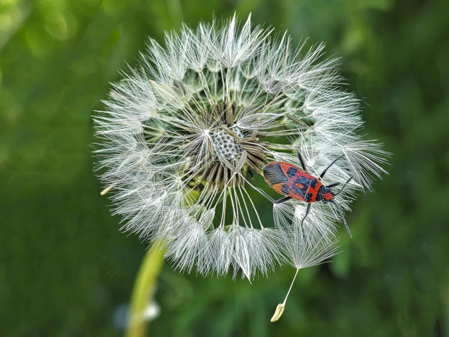 Rotes Käfer sitzt auf einer verblühten Pusteblume im Freien.